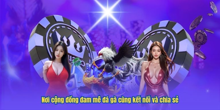 Đá gà trực tiếp cùng VIPWIN – Đổi mới trải nghiệm cá cược 4 Nơi cộng đồng đam mê đá gà cùng kết nối và chia sẻ